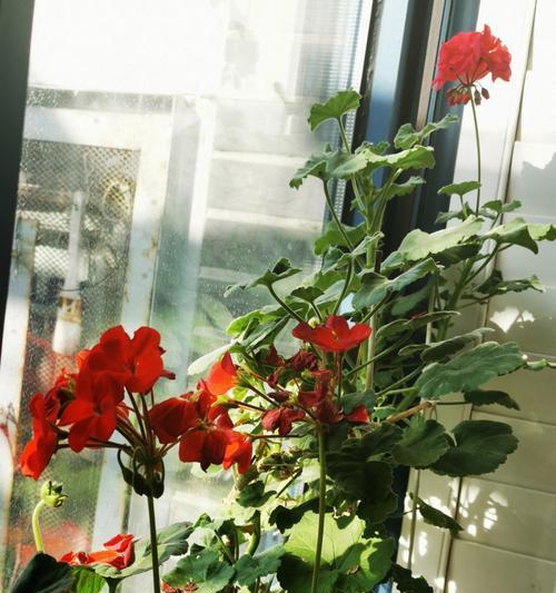臭海棠养护指南（打造花园中的美丽热带之花，以臭海棠为例）-第3张图片-绿意生活