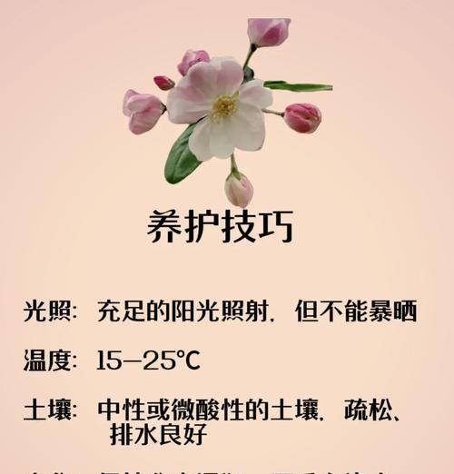臭海棠养护指南（打造花园中的美丽热带之花，以臭海棠为例）-第2张图片-绿意生活