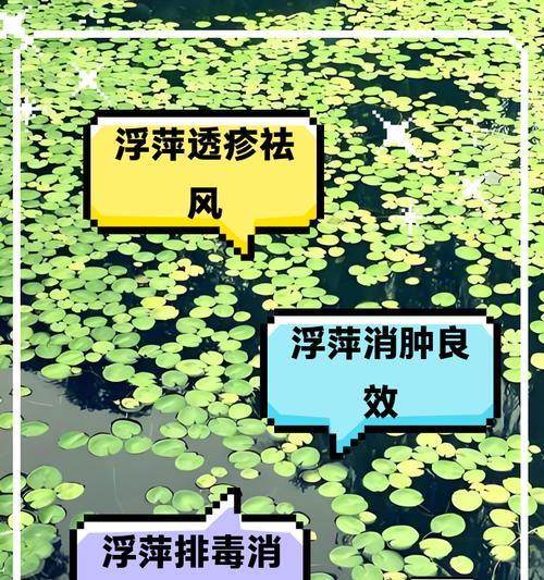 浮萍的神奇之处（揭秘浮萍的多种功效及作用）-第3张图片-绿意生活