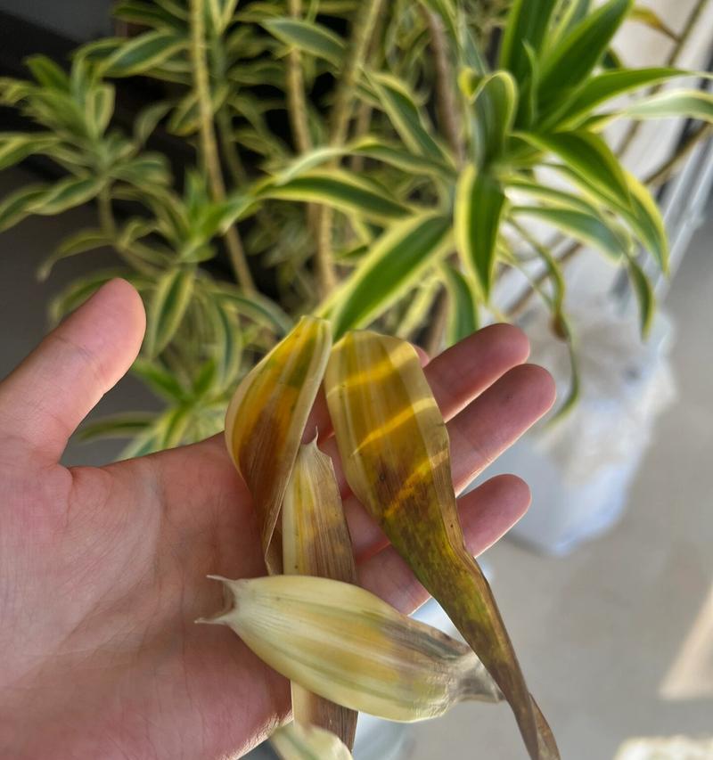 土培百合花黄叶的原因及处理方法（土培百合花黄叶的几种常见原因和相应的处理方法）-第1张图片-绿意生活