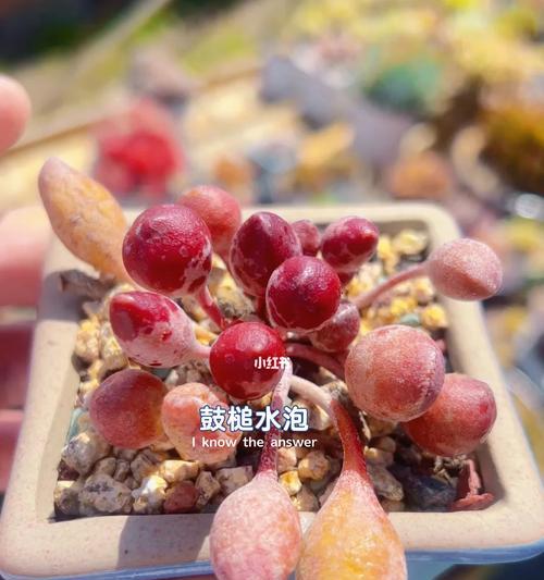 鼓槌水泡多肉为何逐渐缩小？（多肉植物鼓槌水泡的迷之缩小现象探究）-第2张图片-绿意生活
