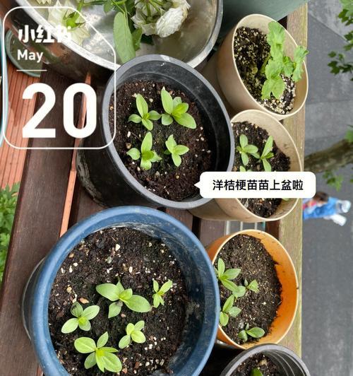 以洋桔梗花怎么收种（了解洋桔梗花的生长特点及收种方法）-第2张图片-绿意生活