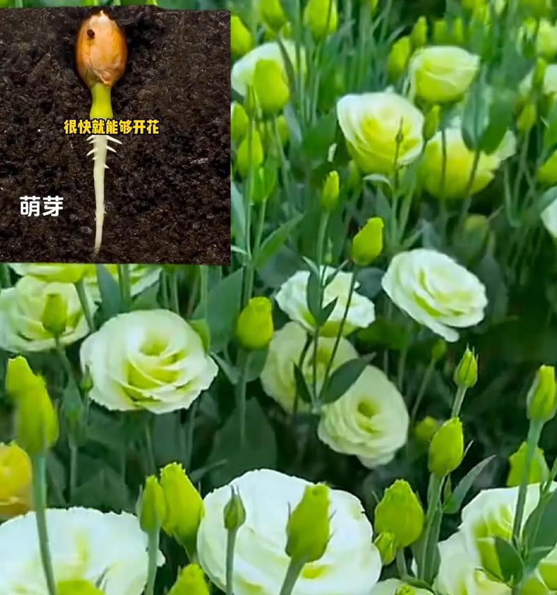 以洋桔梗花怎么收种（了解洋桔梗花的生长特点及收种方法）-第3张图片-绿意生活