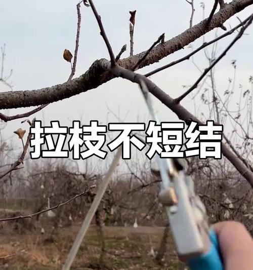 苹果树剪枝的必要性及技巧（探讨苹果树剪枝对结果的影响和正确的剪枝方法）-第1张图片-绿意生活
