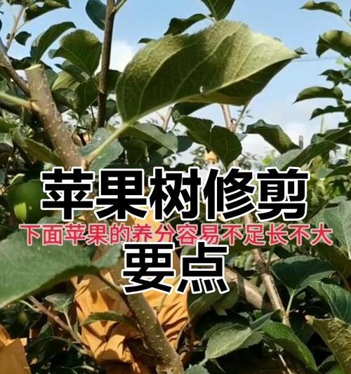 苹果树剪枝的必要性及技巧（探讨苹果树剪枝对结果的影响和正确的剪枝方法）-第3张图片-绿意生活