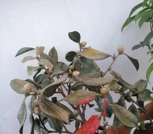 如何处理绿叶花叶子变黄的问题（有效措施让植物恢复健康）-第2张图片-绿意生活
