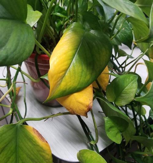 如何处理绿叶花叶子变黄的问题（有效措施让植物恢复健康）-第3张图片-绿意生活