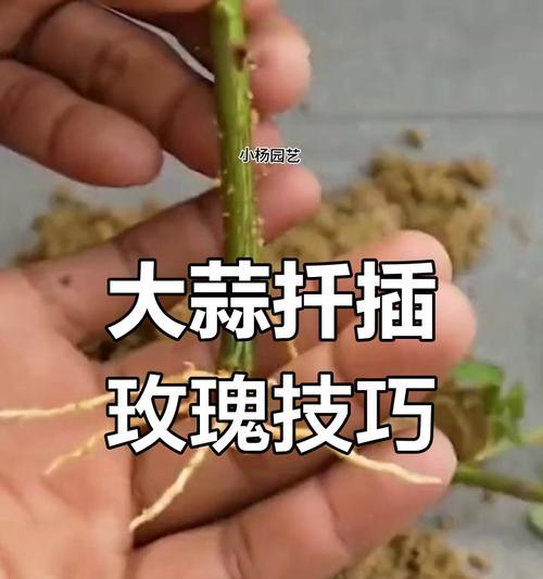 玫瑰花扦插的技巧与注意事项（掌握正确的剪切方式，轻松繁衍出美丽的玫瑰花盆栽）-第1张图片-绿意生活