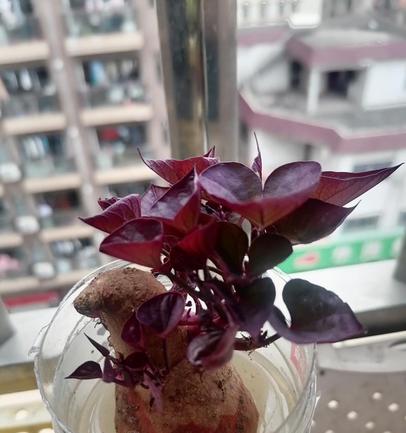 发芽番薯种植技巧大揭秘（以提高产量为目标，如何正确利用发芽番薯种植更多番薯？）-第1张图片-绿意生活
