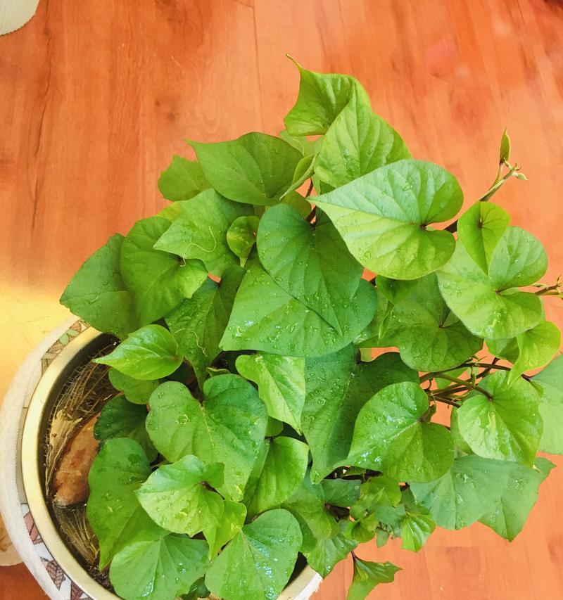 发芽番薯种植技巧大揭秘（以提高产量为目标，如何正确利用发芽番薯种植更多番薯？）-第3张图片-绿意生活