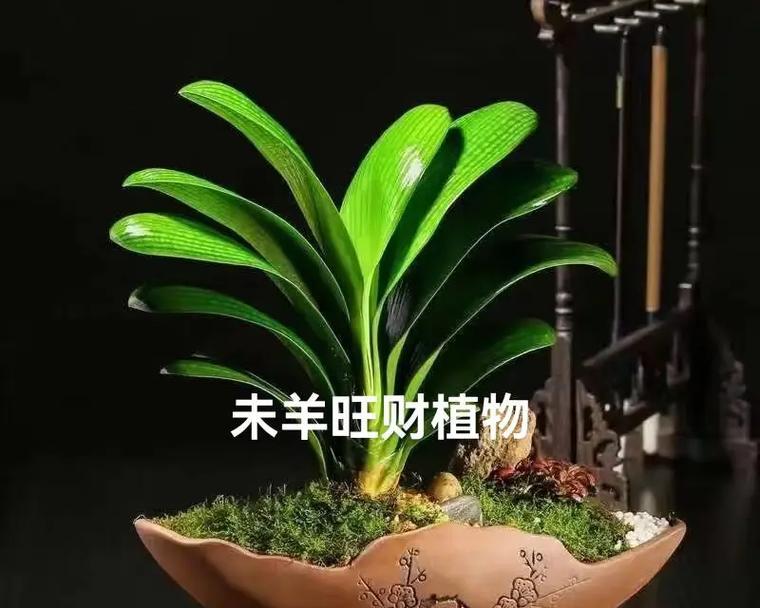 属猪的福气大发，这些植物帮你旺财运（养植物招财进宝，必须掌握的15种植物及其养殖技巧）-第3张图片-绿意生活