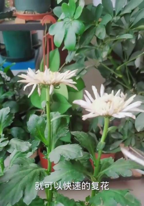 风信子花谢后的养护方法（让你的风信子常青不谢）-第2张图片-绿意生活