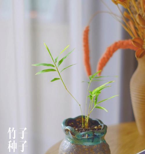 竹子怎么结的种子（探索竹子生殖之谜及其应用价值）-第3张图片-绿意生活