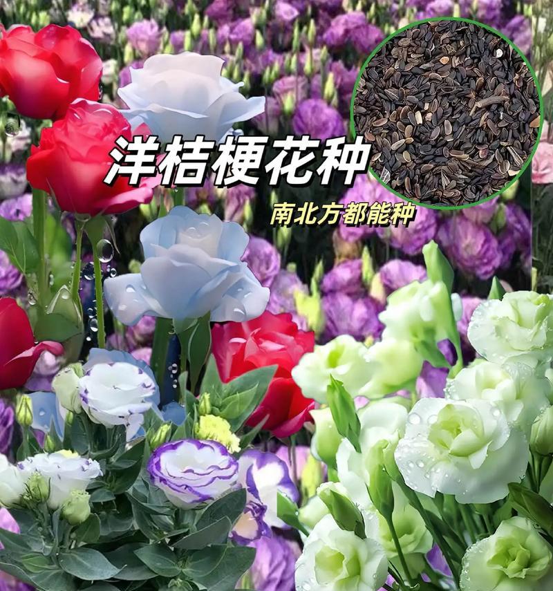 红花草种子的种植方法（从选种到细节，让你轻松种植红花草）-第3张图片-绿意生活