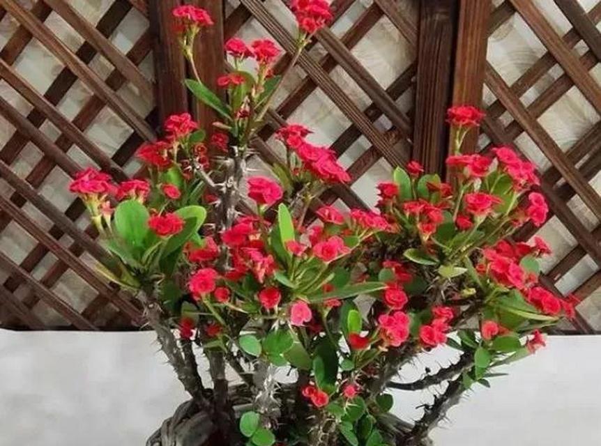 秋季如何养护虎刺梅（打造绚丽秋日花园，）-第1张图片-绿意生活