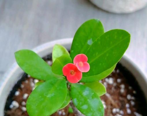 秋季如何养护虎刺梅（打造绚丽秋日花园，）-第2张图片-绿意生活