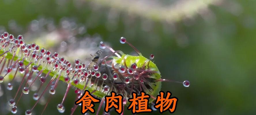 探秘神奇食肉植物的奥秘（了解其分类、生态环境、生长习性及进化历程）-第2张图片-绿意生活