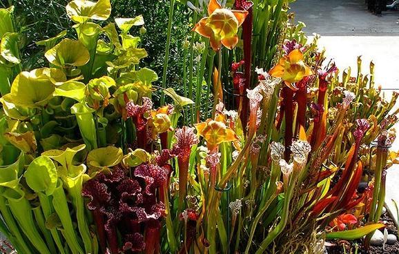 探秘神奇食肉植物的奥秘（了解其分类、生态环境、生长习性及进化历程）-第3张图片-绿意生活
