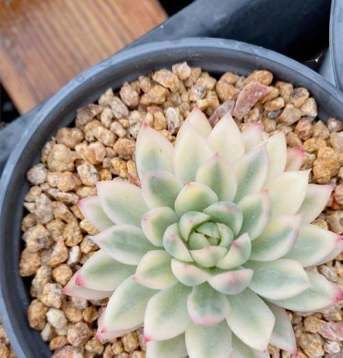 探寻多肉之美（美丽多肉植物的锦绣色彩与独特品种）-第3张图片-绿意生活