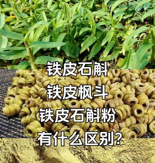 枫斗的营养价值与健康功效（从口感到养生，枫斗不容错过）-第3张图片-绿意生活