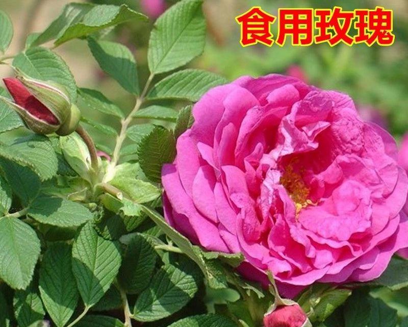 月季与野生蔷薇的区别与特点（从外观、生长环境和养护要求角度探讨月季与野生蔷薇的不同）-第2张图片-绿意生活