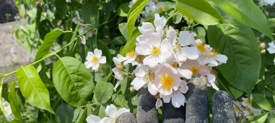 月季与野生蔷薇的区别与特点（从外观、生长环境和养护要求角度探讨月季与野生蔷薇的不同）-第3张图片-绿意生活