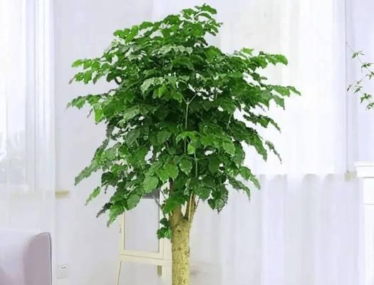 招财树长虫怎么处理？（招财树虫害防治与养护）-第3张图片-绿意生活