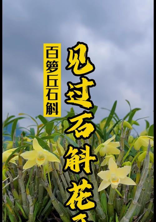 如何促使石斛开花？（掌握关键技巧，让石斛绽放生命之美）-第1张图片-绿意生活