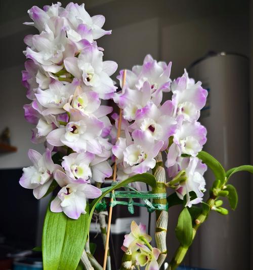 如何促使石斛开花？（掌握关键技巧，让石斛绽放生命之美）-第2张图片-绿意生活