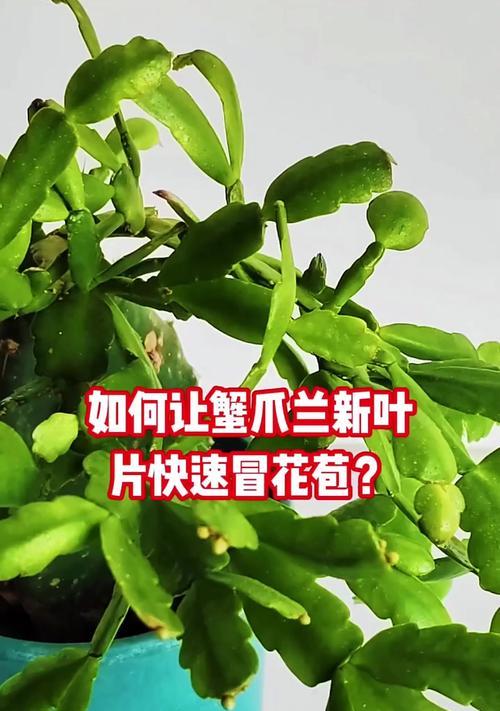 蟹爪兰花苞为何难以打开？（探秘蟹爪兰花苞的奥秘与解开之道）-第3张图片-绿意生活