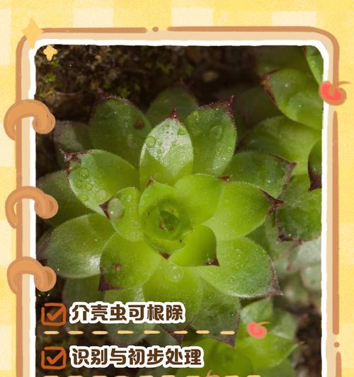 绿植受虫害困扰，快速解决方法大揭秘（如何有效消灭白色虫害，让绿植重现生机）-第1张图片-绿意生活