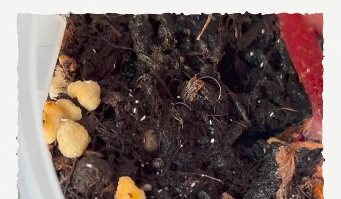 绿植受虫害困扰，快速解决方法大揭秘（如何有效消灭白色虫害，让绿植重现生机）-第2张图片-绿意生活