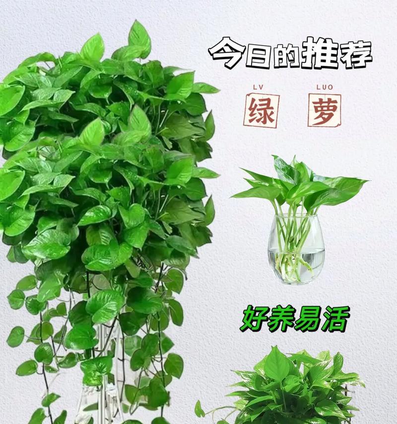 如何养成以绿箩为主题的文章（绿箩养殖技巧及注意事项）-第3张图片-绿意生活