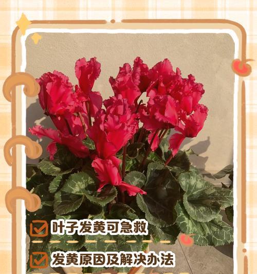 如何处理草地上的黄叶？（掌握关键方法，让草地恢复青翠。）-第2张图片-绿意生活