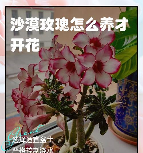 如何在水中养殖玫瑰花（水中养殖玫瑰花的关键技巧及注意事项）-第1张图片-绿意生活