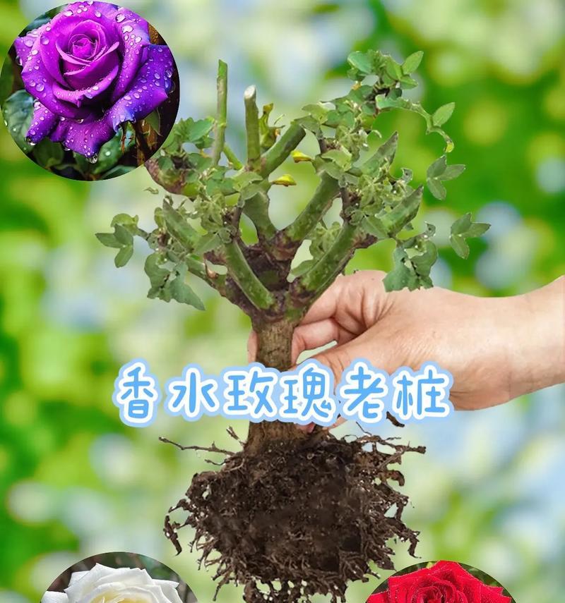 如何在水中养殖玫瑰花（水中养殖玫瑰花的关键技巧及注意事项）-第3张图片-绿意生活