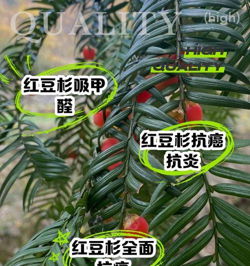 红豆杉的变异及其生态意义（探索红豆杉变异的原因和影响，为保护红豆杉资源提供依据）-第3张图片-绿意生活
