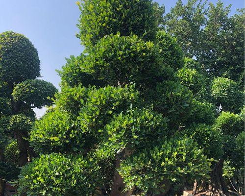 小叶榕树（探索小叶榕树的特点、生态作用与养护方法）-第2张图片-绿意生活