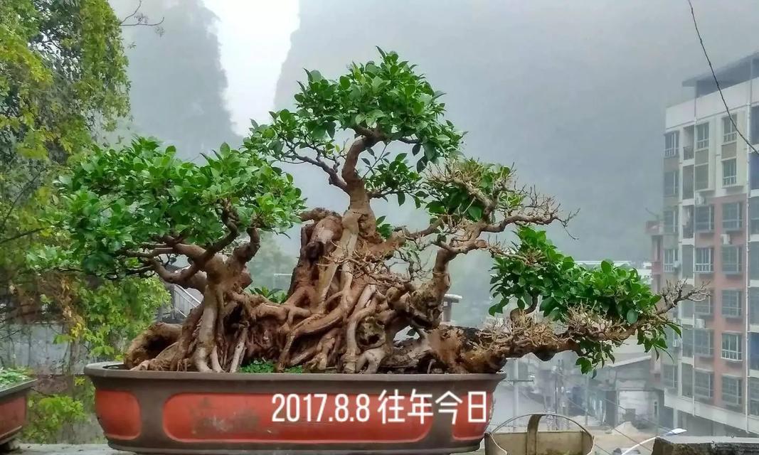小叶榕树（探索小叶榕树的特点、生态作用与养护方法）-第3张图片-绿意生活