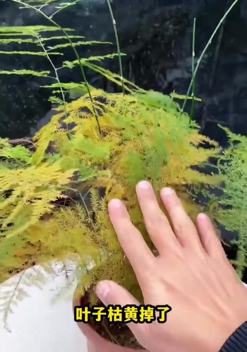 盆栽叶子掉落的原因及处理方法（叶子掉落是植物生长的信号，如何保护你的盆栽免受叶子脱落的困扰）-第1张图片-绿意生活