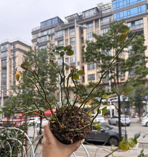 盆栽叶子掉落的原因及处理方法（叶子掉落是植物生长的信号，如何保护你的盆栽免受叶子脱落的困扰）-第2张图片-绿意生活