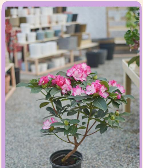 杜鹃花的养护指南（室内杜鹃的养殖技巧与注意事项）-第1张图片-绿意生活