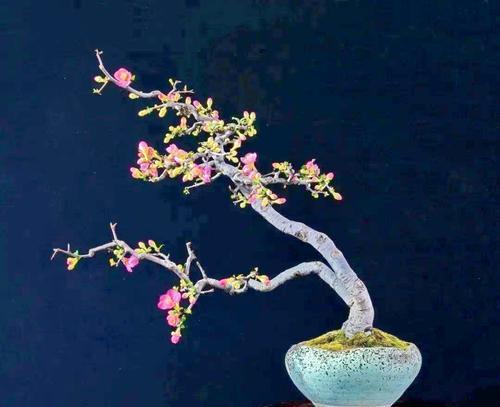 盆景老桩根部的处理方法（挖掘、修剪和养护）-第1张图片-绿意生活