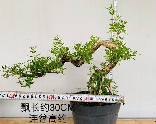 盆景老桩根部的处理方法（挖掘、修剪和养护）-第2张图片-绿意生活