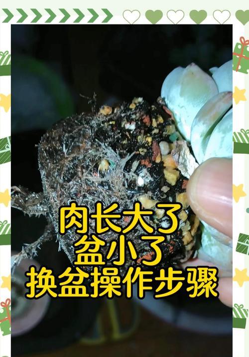 盆景老桩根部的处理方法（挖掘、修剪和养护）-第3张图片-绿意生活