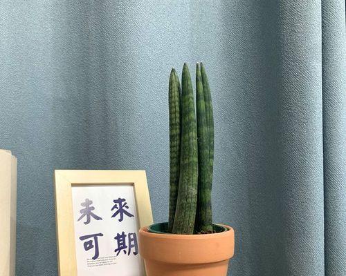 以棒叶虎皮兰怎么分盆？（宝贝虎皮兰的健康成长秘诀）-第1张图片-绿意生活