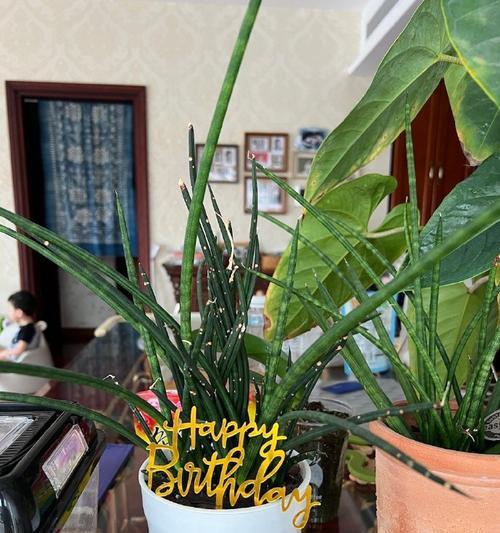 以棒叶虎皮兰怎么分盆？（宝贝虎皮兰的健康成长秘诀）-第3张图片-绿意生活