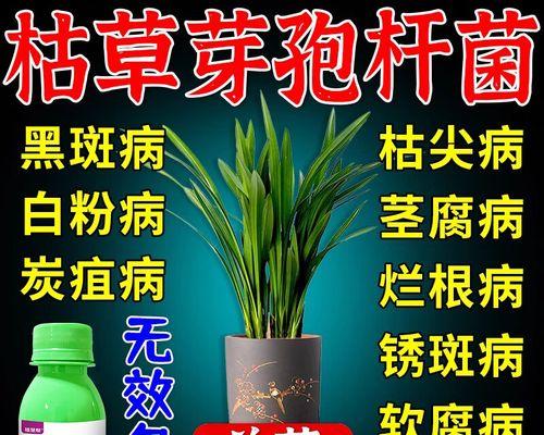浅谈桂花炭疽病的防治（炭疽病原因、症状、防治方法）-第1张图片-绿意生活