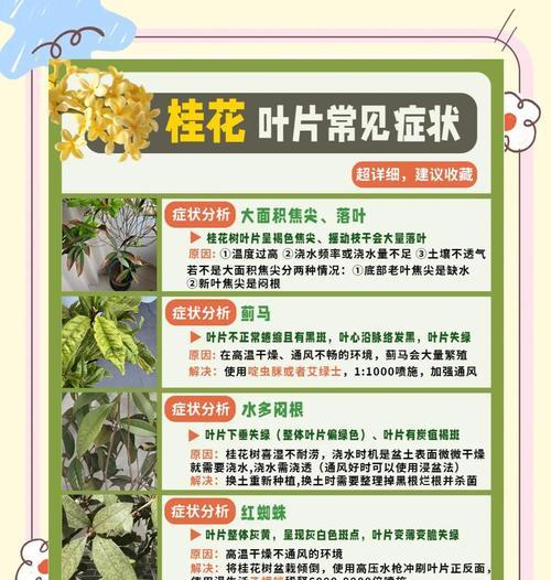 浅谈桂花炭疽病的防治（炭疽病原因、症状、防治方法）-第3张图片-绿意生活