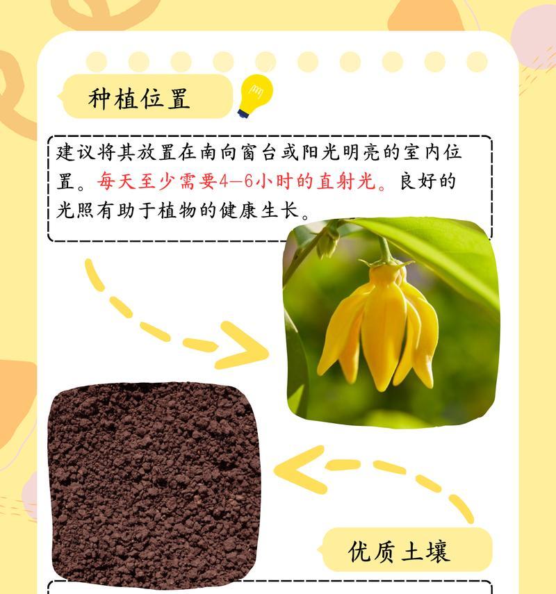 佛手如何养护过冬（佛手养护要点及注意事项）-第2张图片-绿意生活